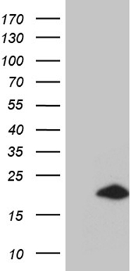 G CSF Antibody