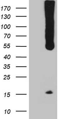 G CSF Antibody