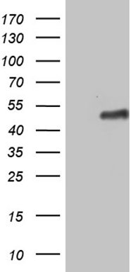 G protein alpha S Antibody