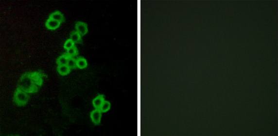 EDG2 Antibody