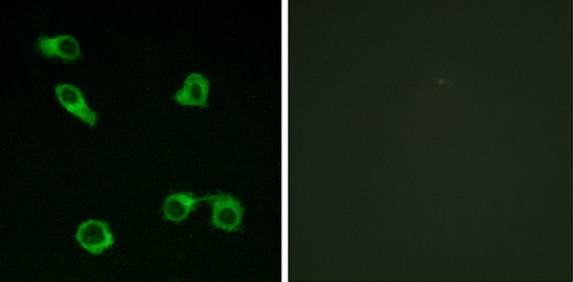 PE2R3 Antibody