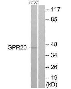 GPR20 Antibody