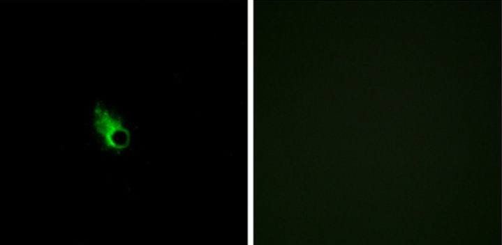 OR52E1 Antibody