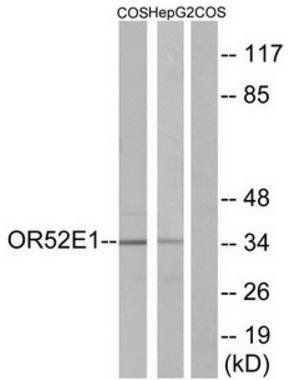 OR52E1 Antibody