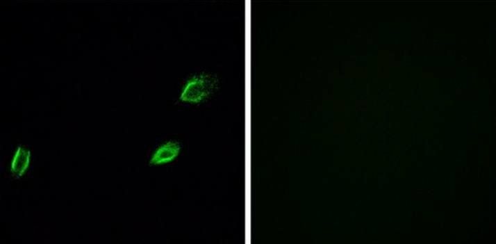 OLFML2A Antibody