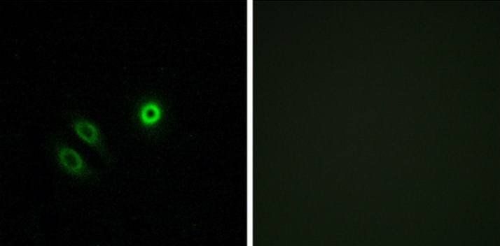 OR4X1 Antibody