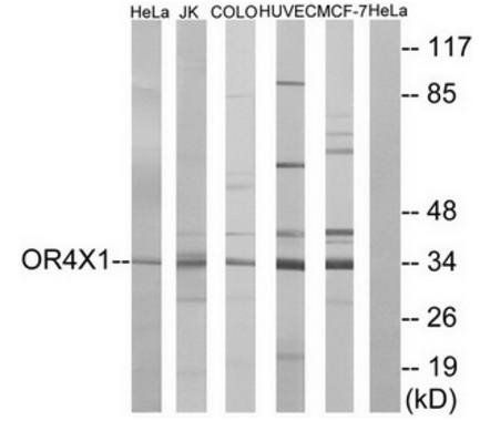 OR4X1 Antibody