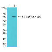 GAB2 Antibody