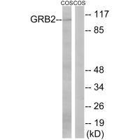 GAB2 Antibody