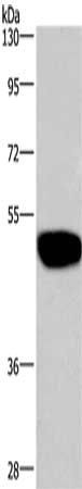 GABRA1 Antibody