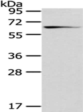 GAD1 Antibody