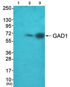 GAD1 Antibody