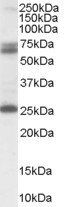 GAD2/GAD65 Antibody