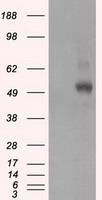 GAD1 Antibody