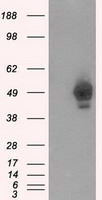 GAD1 Antibody