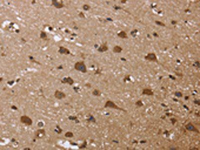 GADD45B Antibody