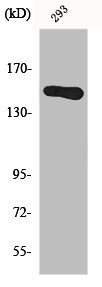 GAK Antibody