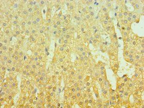 GAL Antibody