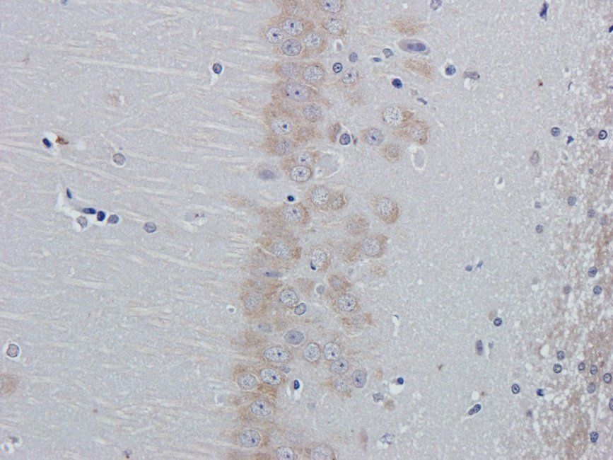 Galanin Rabbit Polyclonal Antibody