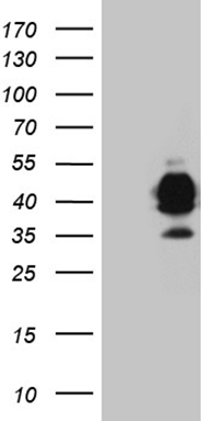 Galectin 1 Antibody