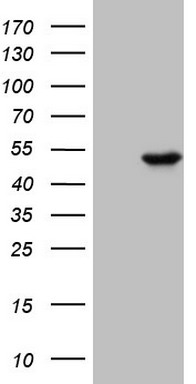 LGALS3 Antibody