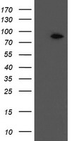 LGALS3 Antibody