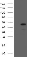 LGALS3 Antibody