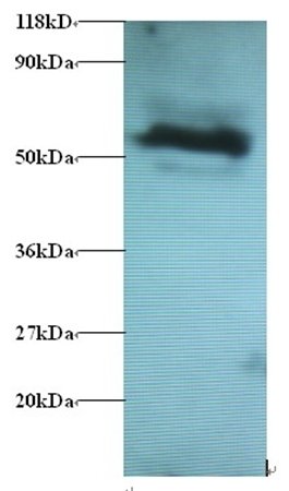 GABARAPL2 Antibody (Biotin)