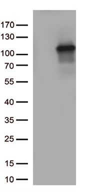 TUBGCP3 Antibody