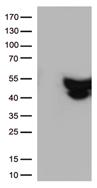 Gamma tubulin complex component 3 Antibody