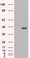 Gamma tubulin complex component 3 Antibody