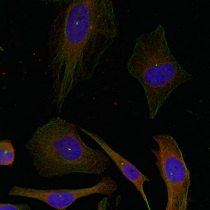 GAP43 Antibody