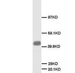 Neuromodulin GAP43 Rabbit Polyclonal Antibody