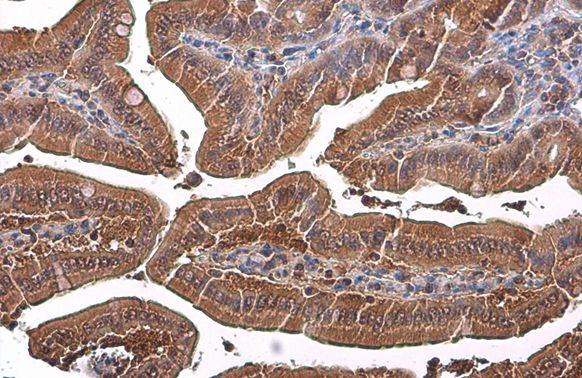 GAPDH antibody