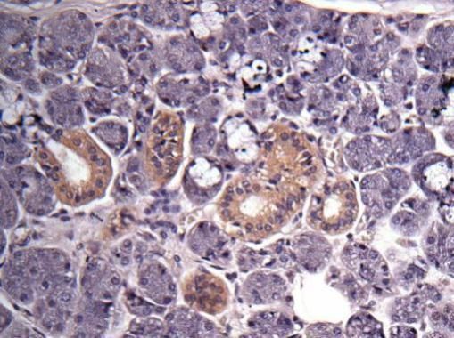 GAPDH antibody