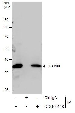 GAPDH antibody