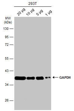 GAPDH antibody