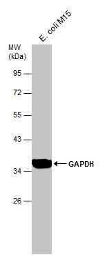 GAPDH antibody