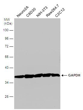 GAPDH antibody