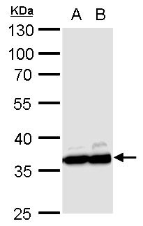 GAPDH antibody