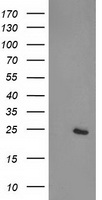 GBA3 Antibody