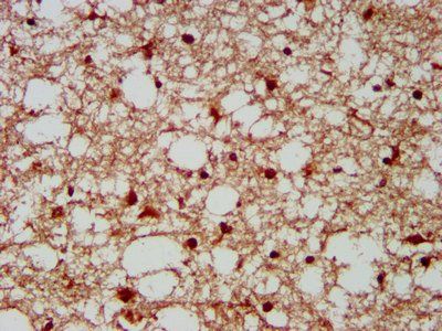 GBX2 Antibody