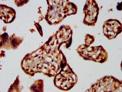 GBX2 Antibody