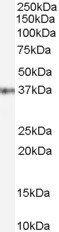 GBX2 Antibody