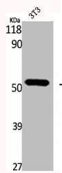 GC Antibody