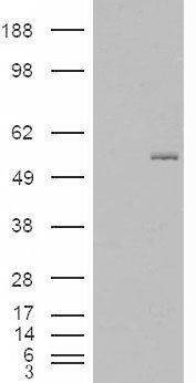 C2GnT-M (aa 410 to 422) Antibody