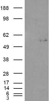 Goat anti-C2GnT-M (aa 273 to 284) Antibody