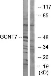 GCNT7 Antibody