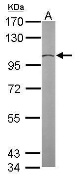 GCP2 Rabbit Polyclonal Antibody