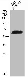 GDF6 Antibody